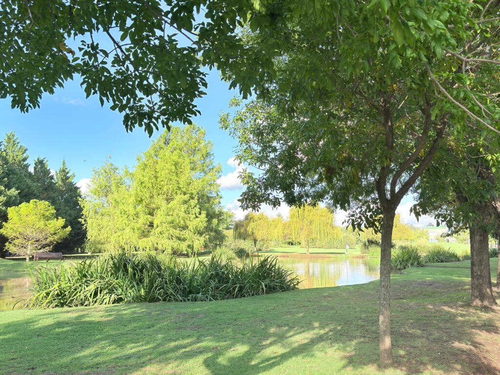 los aromos 4